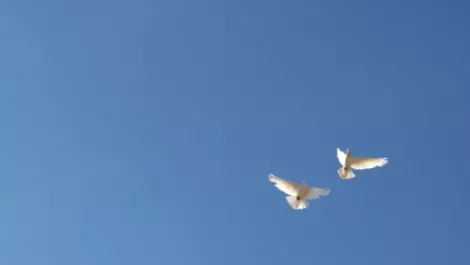 Dove flies high with Asus NZ distie deal