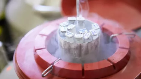 Apple to offer egg freezing for female employees