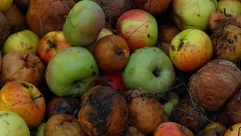 Cupertino bans rotten Apples of the production line...