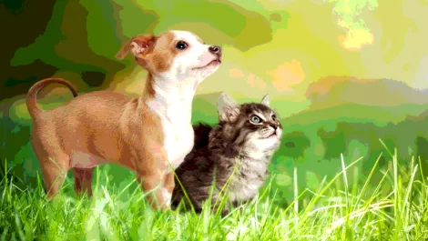 The app-controlled pet door that ensures you know exactly what your fur-babies are doing