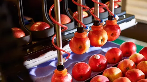 Tauranga startup signs global deal for robotic apple packers