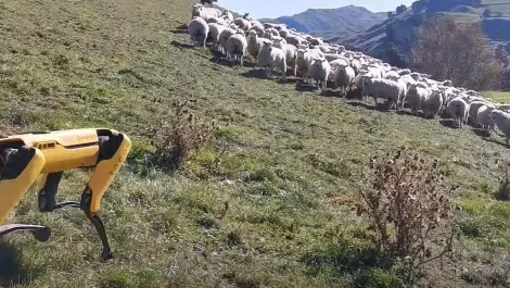 'Is that a robot herding sheep?' Kiwi startup teaches old dog new tricks